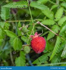 Attēlu rezultāti vaicājumam “Rubus illecebrosus”