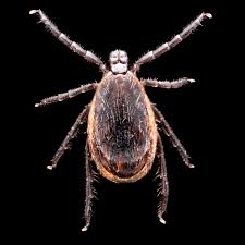 Attēlu rezultāti vaicājumam “Ixodes male”