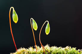 Attēlu rezultāti vaicājumam “Bryum”