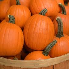 Attēlu rezultāti vaicājumam “Cucurbita pepo fruit”