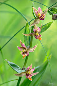 Attēlu rezultāti vaicājumam “Epirranthis diversata upperside”