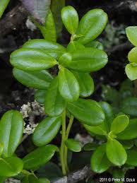 Attēlu rezultāti vaicājumam “Vaccinium vitis-idaea”