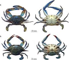 Image result for Callinectes sapidus