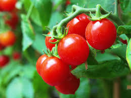 Bildergebnis für tomaten