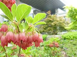 Attēlu rezultāti vaicājumam “Enkianthus campanulatus”