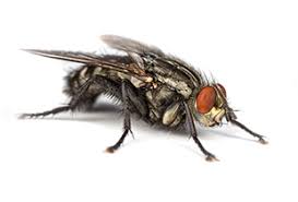 Attēlu rezultāti vaicājumam “Sarcophaga carnaria”