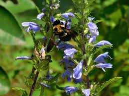 Image result for Dracocephalum moldavicum