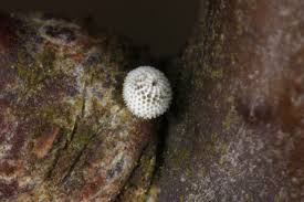 Attēlu rezultāti vaicājumam “Thecla betulae underside”