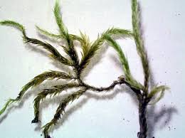 Attēlu rezultāti vaicājumam “Brachythecium salebrosum sporophyte”