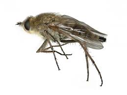 Attēlu rezultāti vaicājumam “Therevidae”