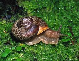 Attēlu rezultāti vaicājumam “Alloeotomus sp.”