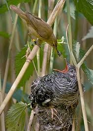 Attēlu rezultāti vaicājumam “Cuculus canorus”