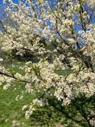 Attēlu rezultāti vaicājumam “Prunus (plum-tree) flower”