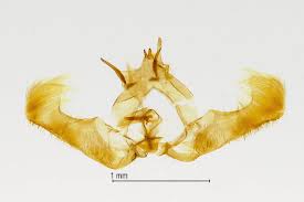 Attēlu rezultāti vaicājumam “Epinotia ramella”