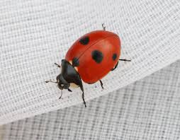 Attēlu rezultāti vaicājumam “Coccinella quinquepunctata”