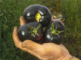 Afbeeldingsresultaat voor debarro black tomato