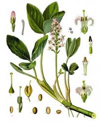 Attēlu rezultāti vaicājumam “Menyanthes trifoliata bud”
