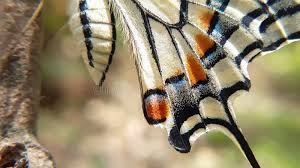 Attēlu rezultāti vaicājumam “Papilio machaon upperside”