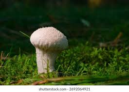 Attēlu rezultāti vaicājumam “Lycoperdon perlatum”