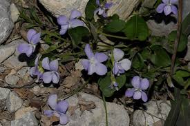 Attēlu rezultāti vaicājumam “Viola rupestris bud”