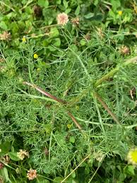 Attēlu rezultāti vaicājumam “Tripleurospermum inodorum flower”