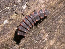 Attēlu rezultāti vaicājumam “Lampyris noctiluca larva”