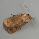 Attēlu rezultāti vaicājumam “Hoplodrina octogenaria”