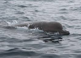 Image result for Hyperoodon ampullatus