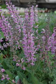 Image result for Salvia pratensis `Rose Rhapsody