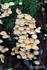 Attēlu rezultāti vaicājumam “Xeromphalina campanella”