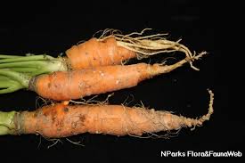Attēlu rezultāti vaicājumam “Daucus carota subsp. carota”