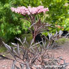 Attēlu rezultāti vaicājumam “Sambucus nigra flower”