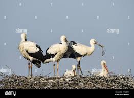 Attēlu rezultāti vaicājumam “Ciconia ciconia adult”