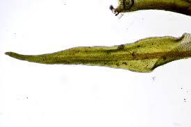 Attēlu rezultāti vaicājumam “Didymodon rigidulus sporophyte”