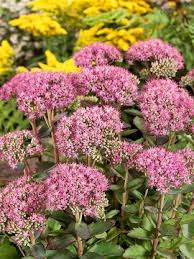 Image result for Lychnis chalcedonica `Dusky Salmon`