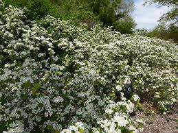 Attēlu rezultāti vaicājumam “Aronia melanocarpa flower”