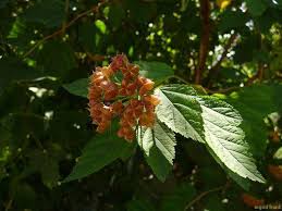 Image result for Rosengewächse