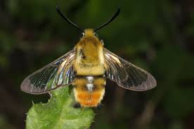 Attēlu rezultāti vaicājumam “Hemaris tityus”