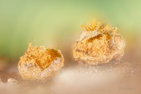 Attēlu rezultāti vaicājumam “Oligonema affine macro”