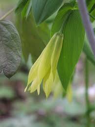 Attēlu rezultāti vaicājumam “Uvularia grandiflora flower”