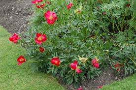 Attēlu rezultāti vaicājumam “Paeoniaceae”