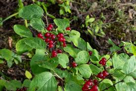 Attēlu rezultāti vaicājumam “Lonicera xylosteum fruit”