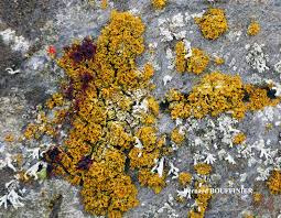 Attēlu rezultāti vaicājumam “Xanthoria candelaria”