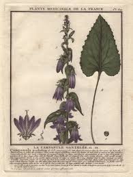 Attēlu rezultāti vaicājumam “Campanula trachelium leaf”