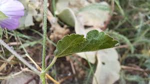 Attēlu rezultāti vaicājumam “Blysmus compressus fruit”