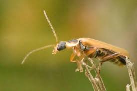 Attēlu rezultāti vaicājumam “Cantharis figurata”