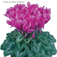 Image result for Cyclamen persicum