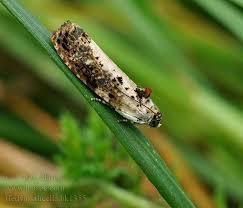 Attēlu rezultāti vaicājumam “Hedya salicella”