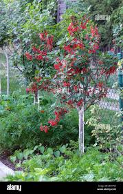 Attēlu rezultāti vaicājumam “Ribes rubrum”