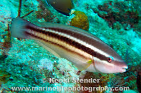 Image result for Scarus taeniopterus